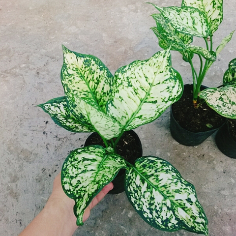 Cây Vạn Lộc Trắng Xanh