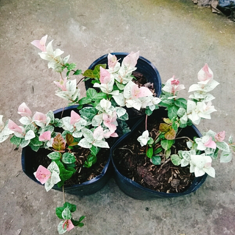 Cây Thằn Lằn Cẩm Thạch