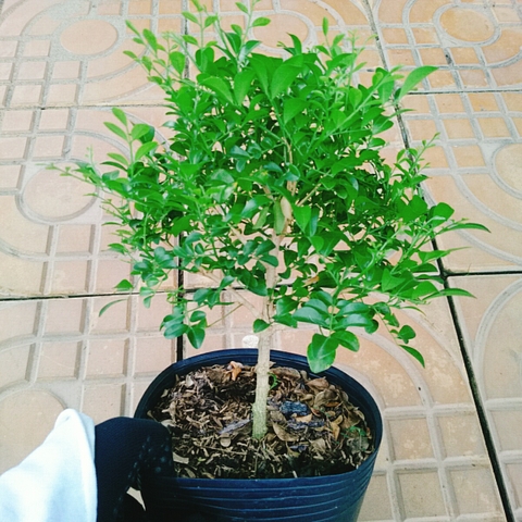 Cây Nguyệt Quế 1 Cốt