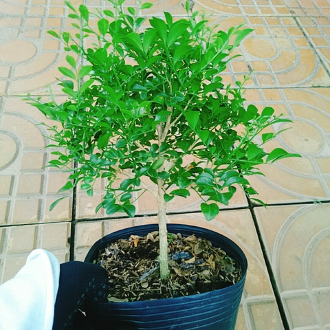 Cây Nguyệt Quế 1 Cốt
