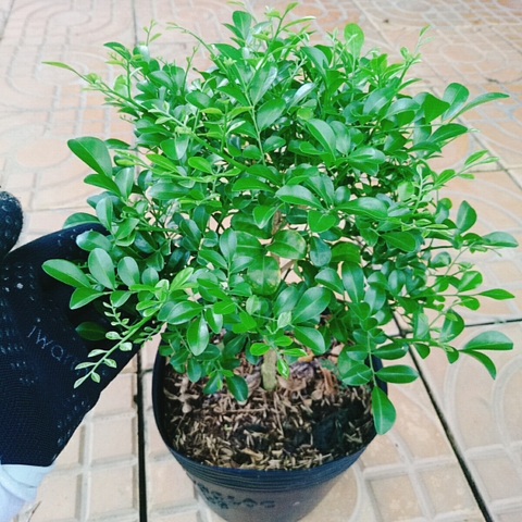 Cây Nguyệt Quế 1 Cốt