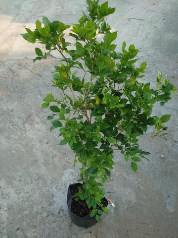 Cây Nguyệt Quế (Nhỏ)