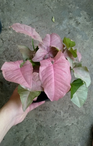 Cây Trầu Bà Hồng