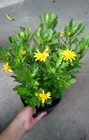 Cây Cúc Thân Gỗ