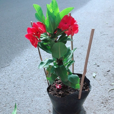 Cây Xương Rồng Đỏ