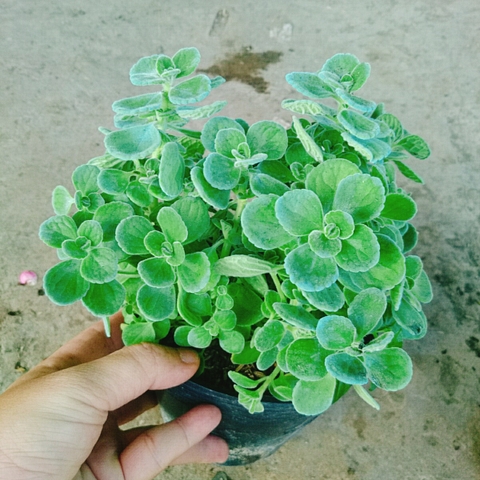 Cây Sen Thơm - Cây Nhất Mạc Hương