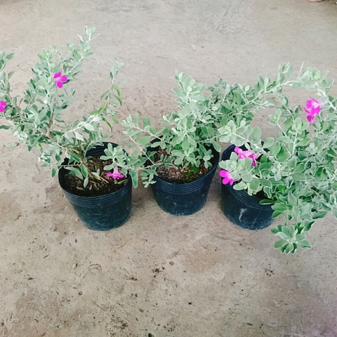 Cây Tuyết Sơn Phi Hồng