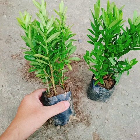 Cây Trang Ngũ Sắc (Nhỏ)