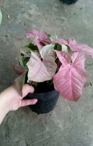 Cây Trầu Bà Hồng