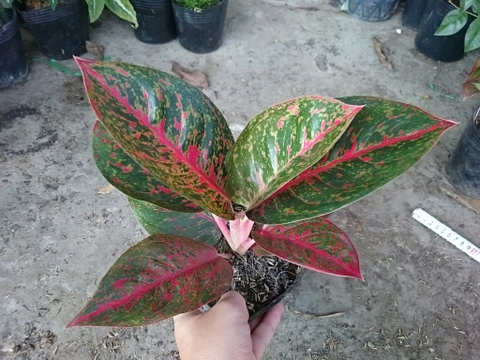 Cây Như Ý