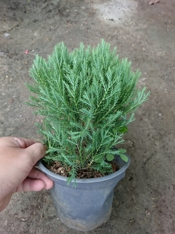 Cây Tùng Bồng Lai