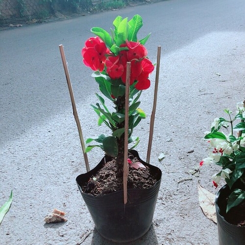 Cây Xương Rồng Đỏ