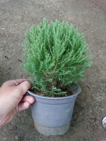 Cây Tùng Bồng Lai