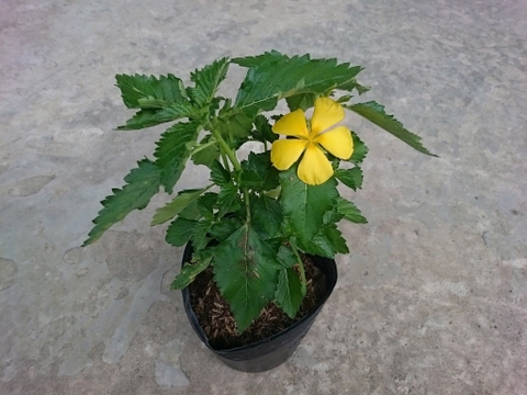 Cây Hoa Dừa Vàng