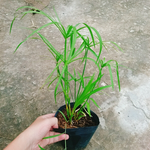 Cây Thủy Trúc Thủy Sinh