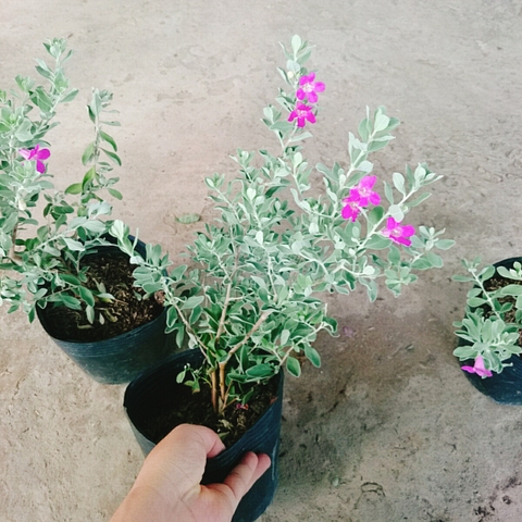 Cây Tuyết Sơn Phi Hồng