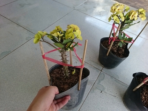 Cây Xương Rồng Vàng