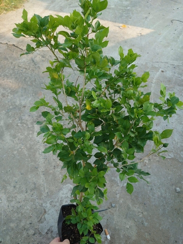 Cây Nguyệt Quế (Nhỏ)