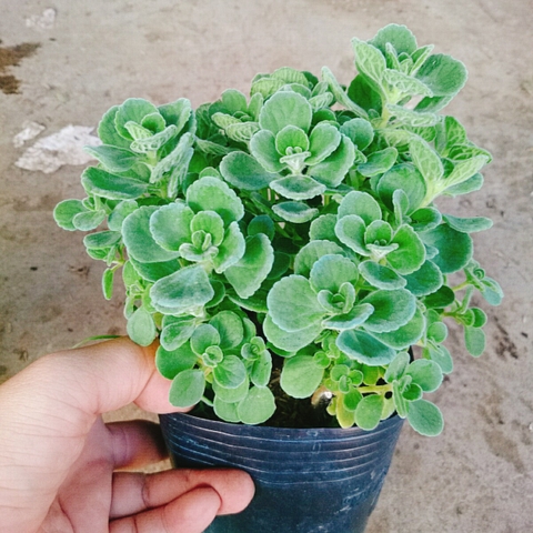 Cây Sen Thơm - Cây Nhất Mạc Hương