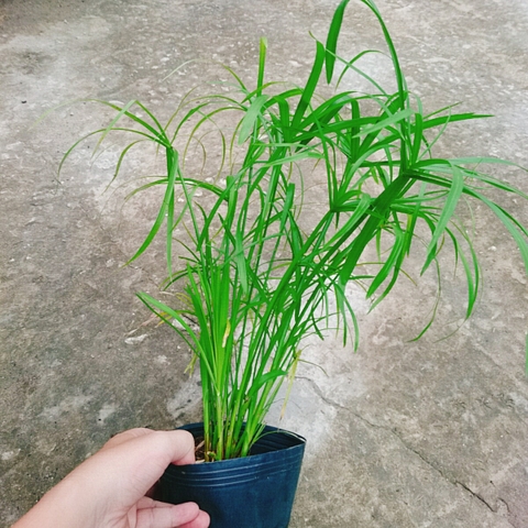 Cây Thủy Trúc Thủy Sinh