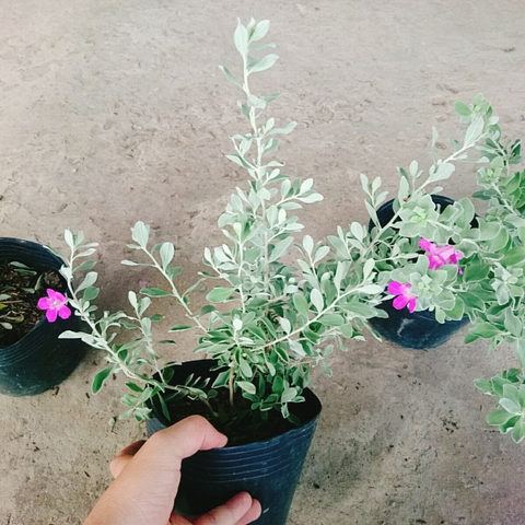 Cây Tuyết Sơn Phi Hồng