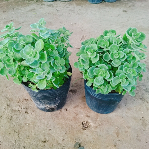 Cây Sen Thơm - Cây Nhất Mạc Hương