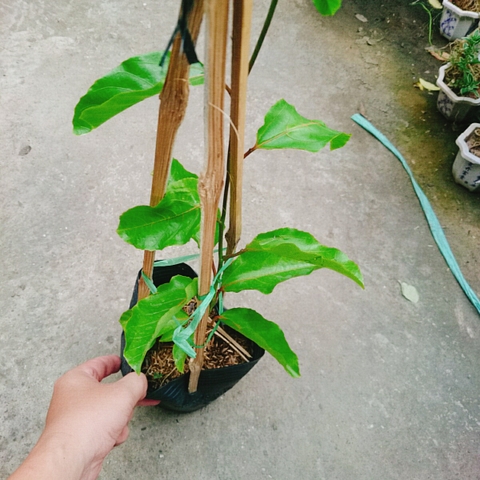 Cây Chanh Dây Vàng