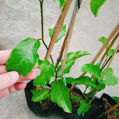 Cây Chanh Dây Vàng