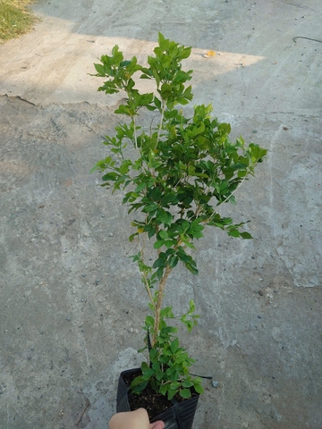 Cây Nguyệt Quế (Nhỏ)