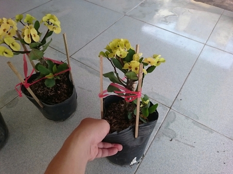 Cây Xương Rồng Vàng