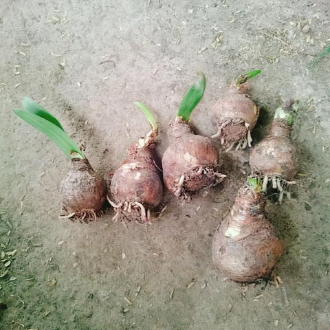 Củ Lan Huệ
