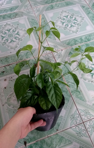 Cây Lan Hoàng Dương