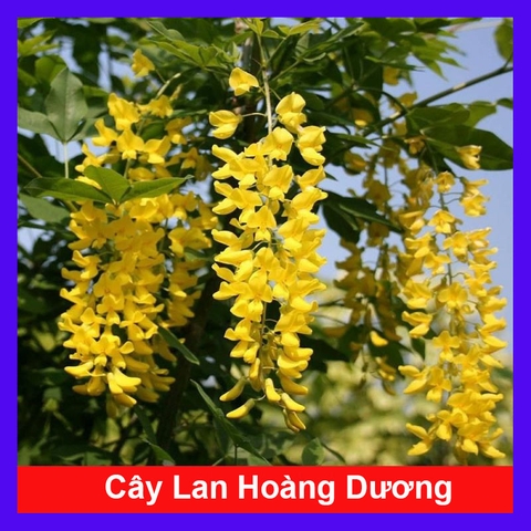 Cây Lan Hoàng Dương