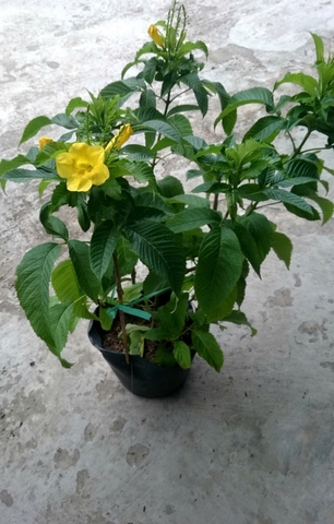 Cây Hoàng Yến