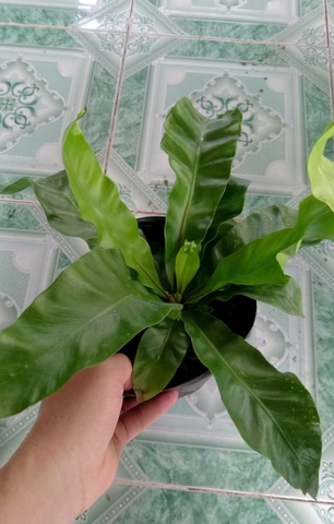 Cây Tổ Phụng