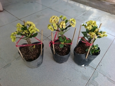 Cây Xương Rồng Vàng