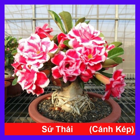 Cây Sứ Thái Con