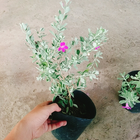 Cây Tuyết Sơn Phi Hồng