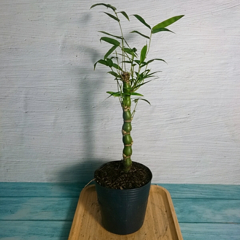 Cây Trúc Đùi Ếch Mini - Cây Trúc Quan Âm