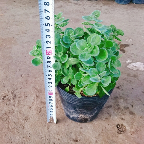 Cây Sen Thơm - Cây Nhất Mạc Hương