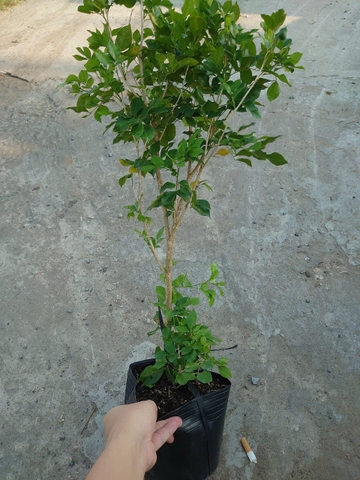 Cây Nguyệt Quế (Nhỏ)