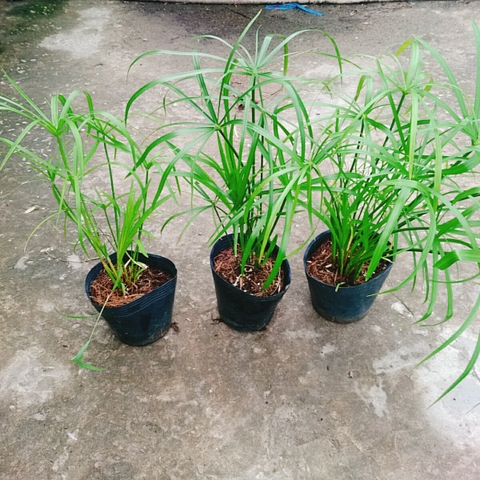 Cây Thủy Trúc Thủy Sinh