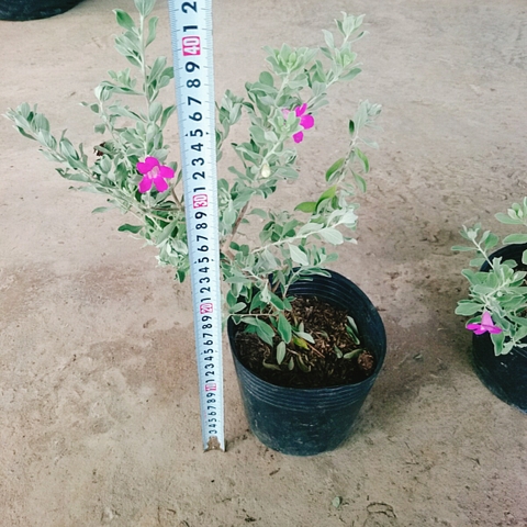 Cây Tuyết Sơn Phi Hồng