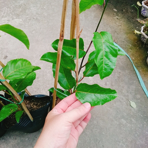 Cây Chanh Dây Vàng