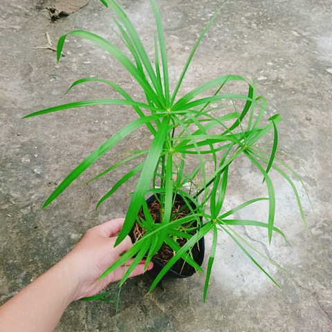 Cây Thủy Trúc Thủy Sinh