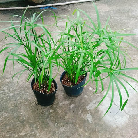 Cây Thủy Trúc Thủy Sinh