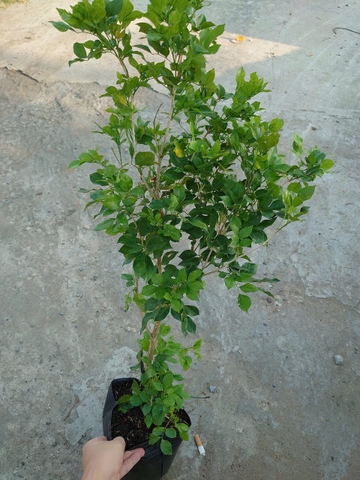 Cây Nguyệt Quế (Nhỏ)