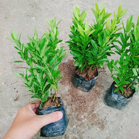 Cây Trang Ngũ Sắc (Nhỏ)