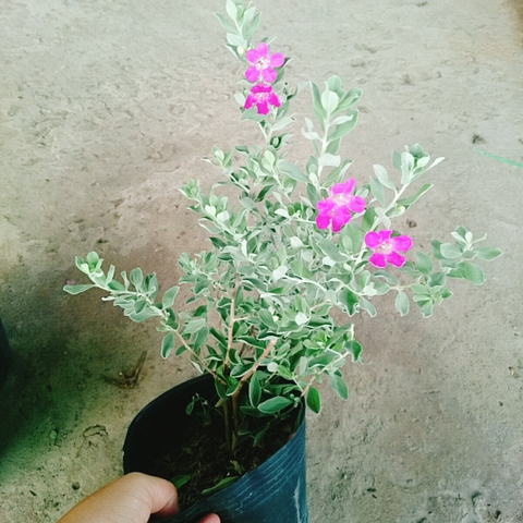 Cây Tuyết Sơn Phi Hồng