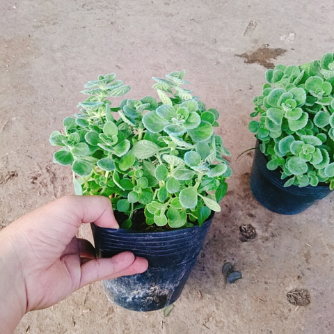 Cây Sen Thơm - Cây Nhất Mạc Hương